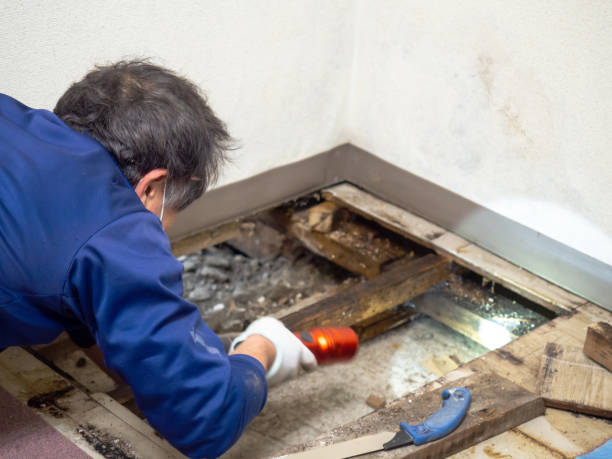 Mold Removal and Inspection in Progreso, TX