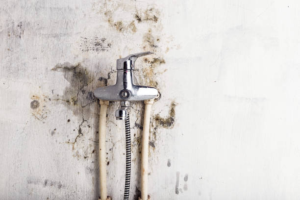 Best Residential Mold Removal  in Progreso, TX
