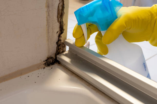 Best Mold Damage Repair  in Progreso, TX