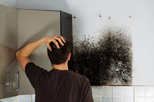 Mold Testing and Removal in Progreso, TX